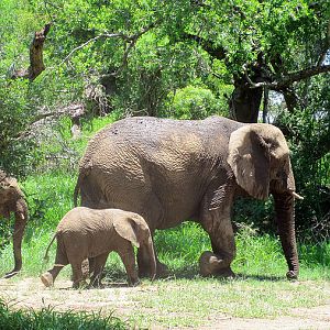 Elephant Zimbabwe