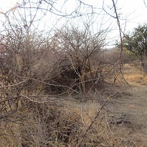 Leopard Hunting