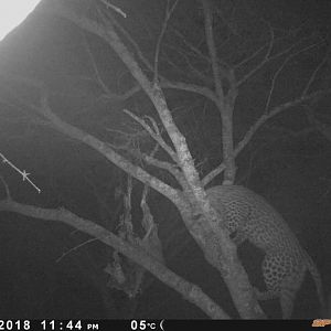 Zimbabwe Leopard Trail Cam Pictures