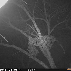 Trail Cam Pictures of Leopard Zimbabwe