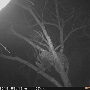 Leopard Trail Cam Pictures Zimbabwe