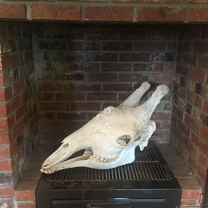 Giraffe European Skull Mount Taxidermy