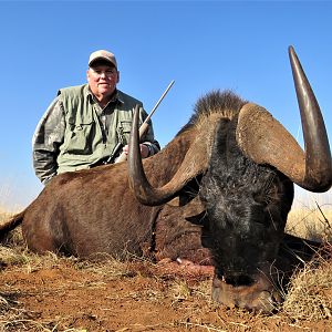 Black Wildebeest South Africa