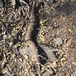 Puffadder South Africa