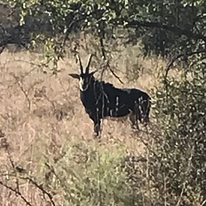 Sable Antelope South Africa