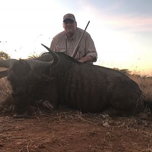 Hunt Blue Wildebeest in South Africa