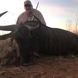 Blue Wildebeest Hunting South Africa