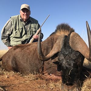 Black Wildebeest Hunt South Africa