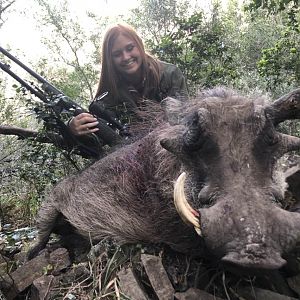 Warthog Hunting South Africa