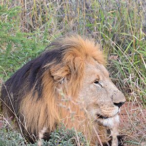 Lion South Africa