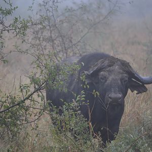 Cape Buffalo South Africa