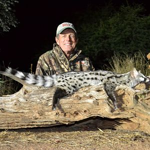 Hunting Spotted Genet Cat South Africa