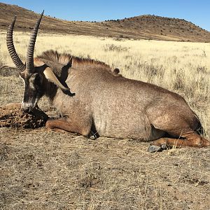 South Africa Hunting Roan