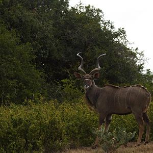 Kudu South Africa