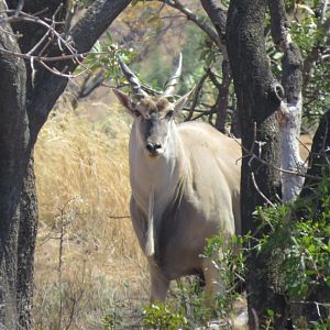 Eland South Africa