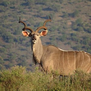 Kudu South Africa