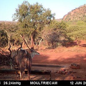 South Africa Kudu Trail Cam Pictures