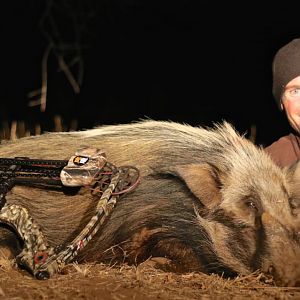 South Africa Bow Hunting Bushpig