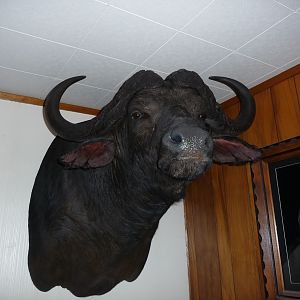 Cape Buffalo Shoulder Mount Taxidermy