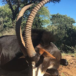 Sable Hunting South Africa