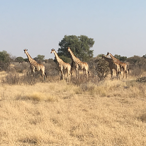 Girraffe South Africa