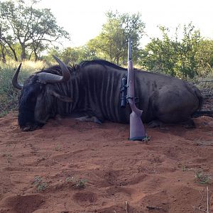 Blue Wildebeest Hunting in South Africa