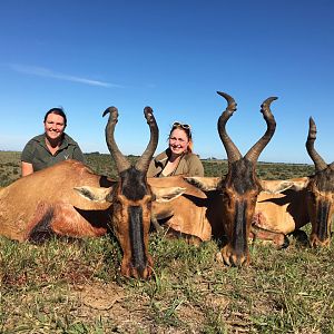 South Africa Hunting Red Hartebeest