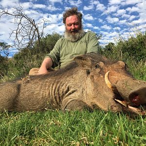 Warthog Hunt in South Africa