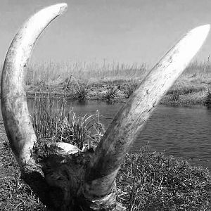 Elephant Hunting in Namibia