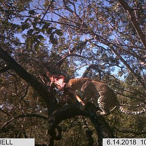 Trail Cam Pictures of Leopard Zimbabwe