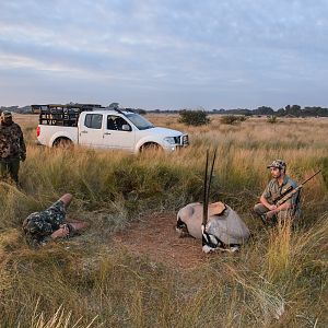 Gemsbok Hunt South Africa