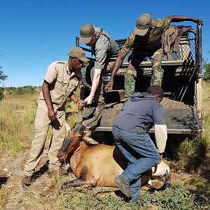 Hunt Red Hartebeest in Namibia