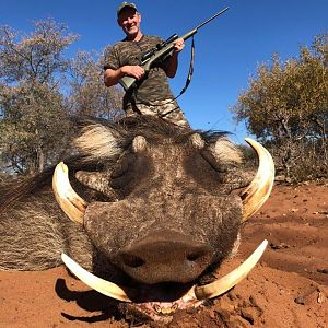 Warthog Hunt in South Africa