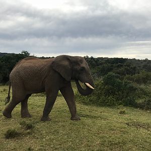 Elephant South Africa