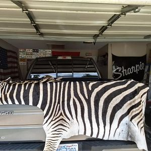 Burchell's Plain Zebra Rug Taxidermy