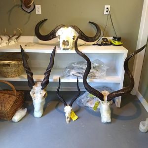 Cape Buffalo,  Eland,  Impala & Kudu European Skull Mounts Taxidermy