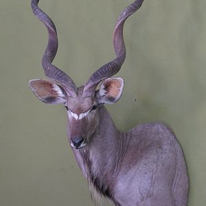 Kudu Shoulder Mount Taxidermy