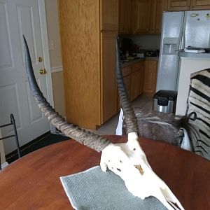 Waterbuck Skull Mount Taxidermy