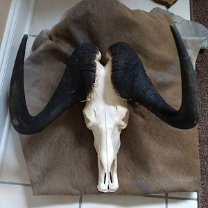 Black Wildebeest Skull Mount Taxidermy