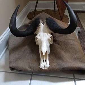 Blue Wildebeest Skull Mount Taxidermy