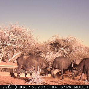 Cape Buffalo Trail Cam Pics South Africa