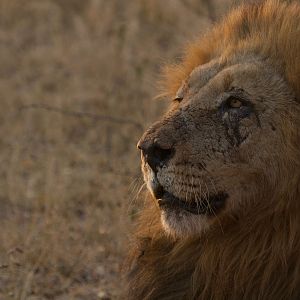 Lion South Africa