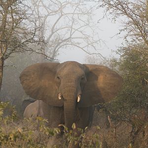 Elephant South Africa