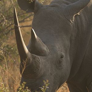 White Rhino South Africa