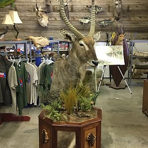 Waterbuck Taxidermy Progress