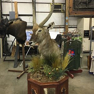 Waterbuck Taxidermy Progress