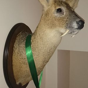 Muntjac Deer Shoulder Mount Taxidermy