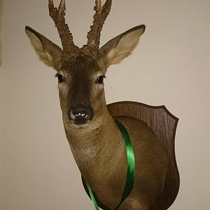 Roe Deer Shoulder Mount Taxidermy