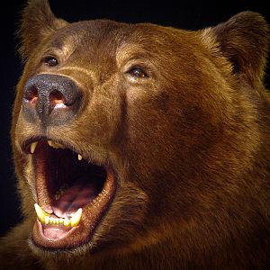 Brown Bear Full Mount Taxidermy