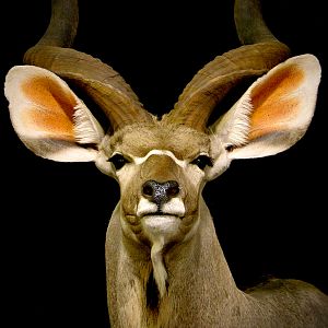 Kudu Shoulder Mount Pedestal Taxidermy